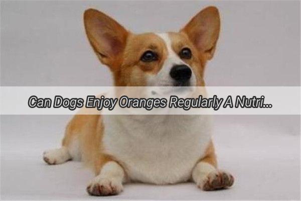 Can Dogs Enjoy Oranges Regularly A Nutritious Treat or a Healthy Hazard